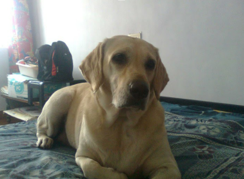 Riya