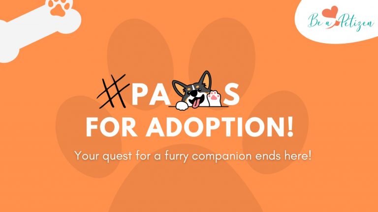 paws-for-adoption-pause-for-paws