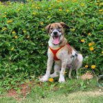 2 month old, brown and white, female Indie puppy available for adoption in Bangalore