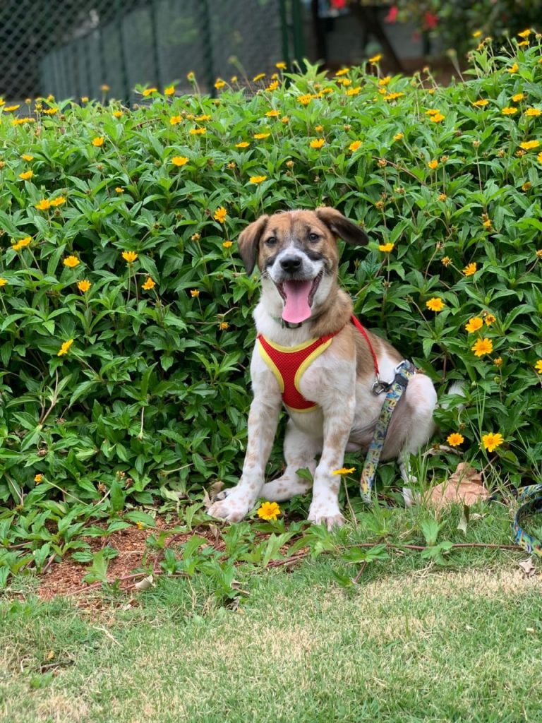 2 month old, brown and white, female Indie puppy available for adoption in Bangalore