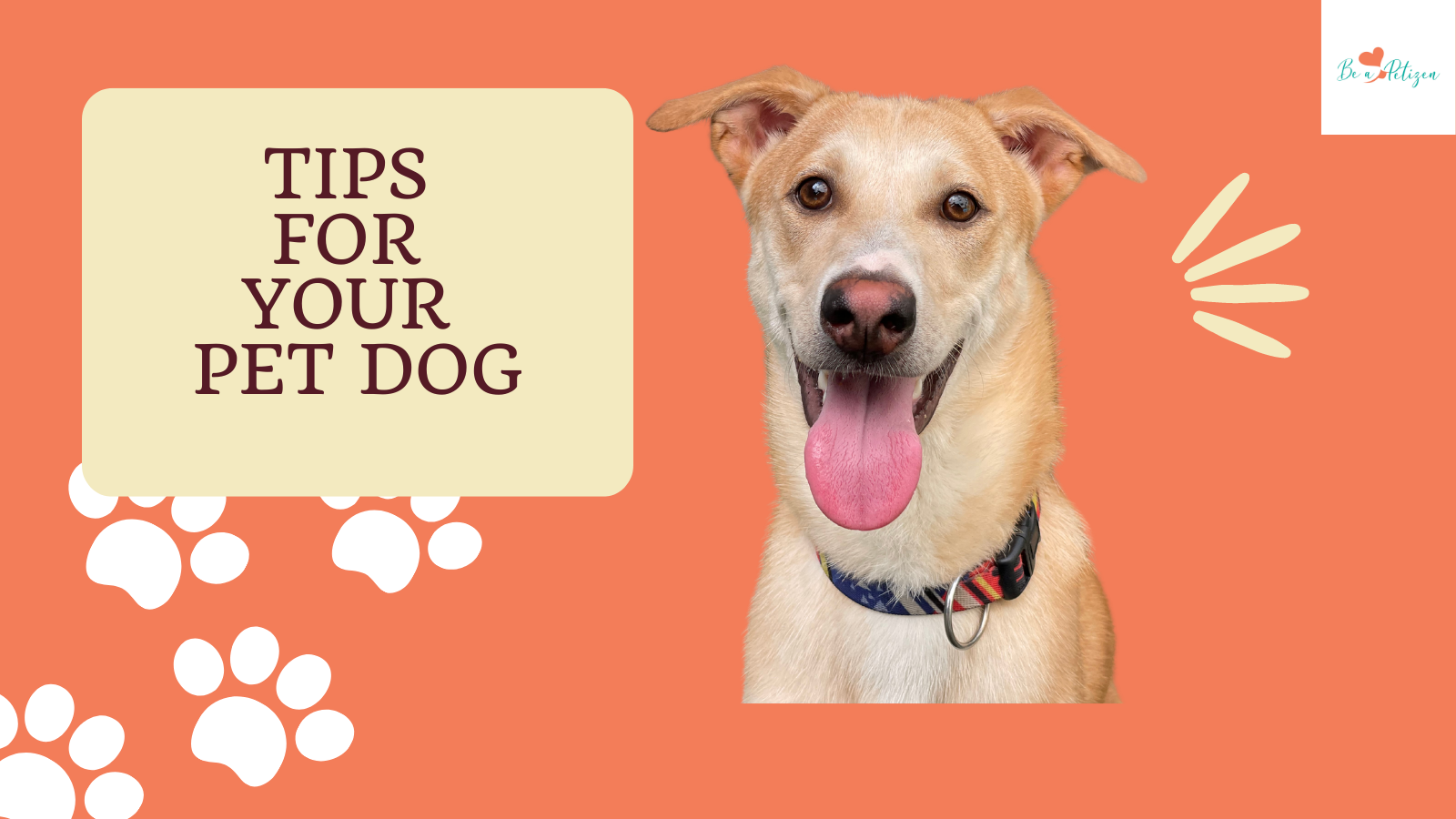 Tips for a pet-friendly diwali