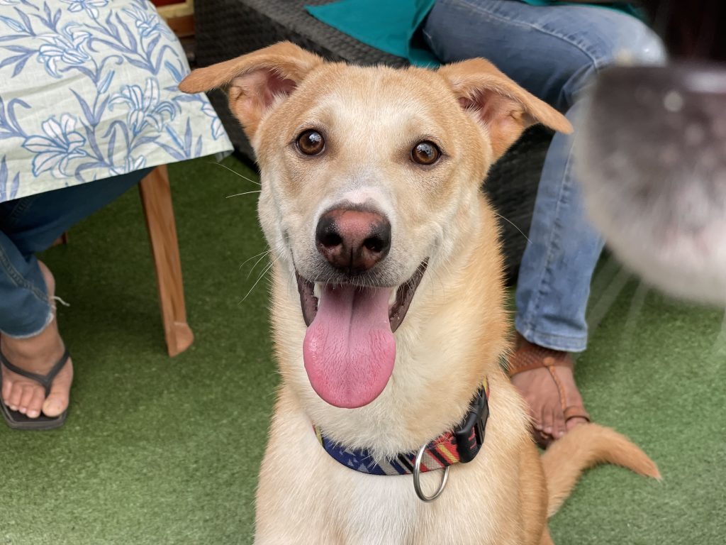 Malai is a 6 month old Indie dog available for adoption in Bangalore. He is healthy, vaccinated, sterilised, gentle and playful.