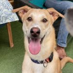 Malai is a 6 month old Indie dog available for adoption in Bangalore. He is healthy, vaccinated, sterilised, gentle and playful.