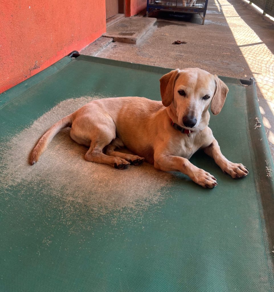Male Dachshund available for adoption in Bangalore