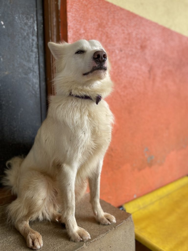 Adopt while male friendly Pomeranian in Bangalore