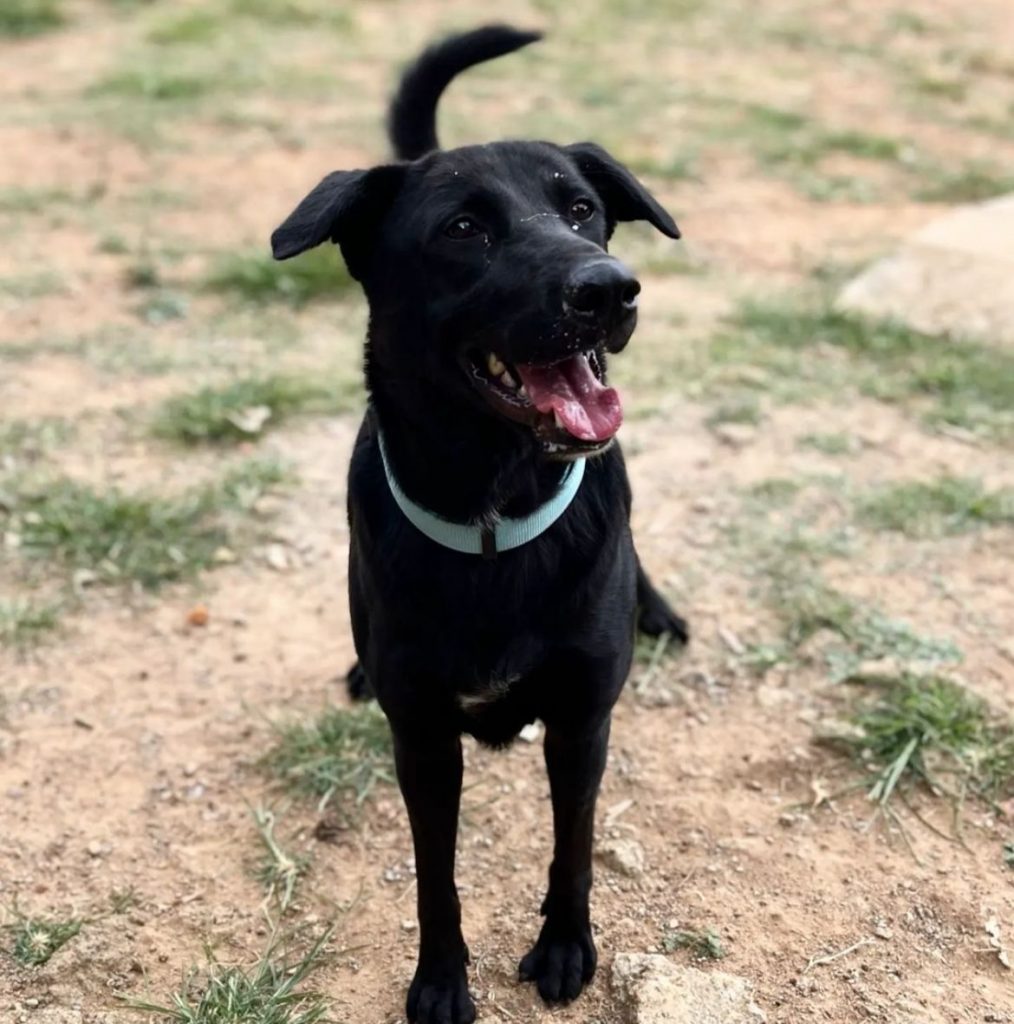 Adopt male Labrador mix breed dog in Bangalore