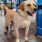 1 year old female Labrador available for adoption in Bangalore
