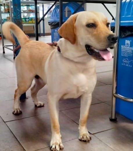 1 year old female Labrador available for adoption in Bangalore