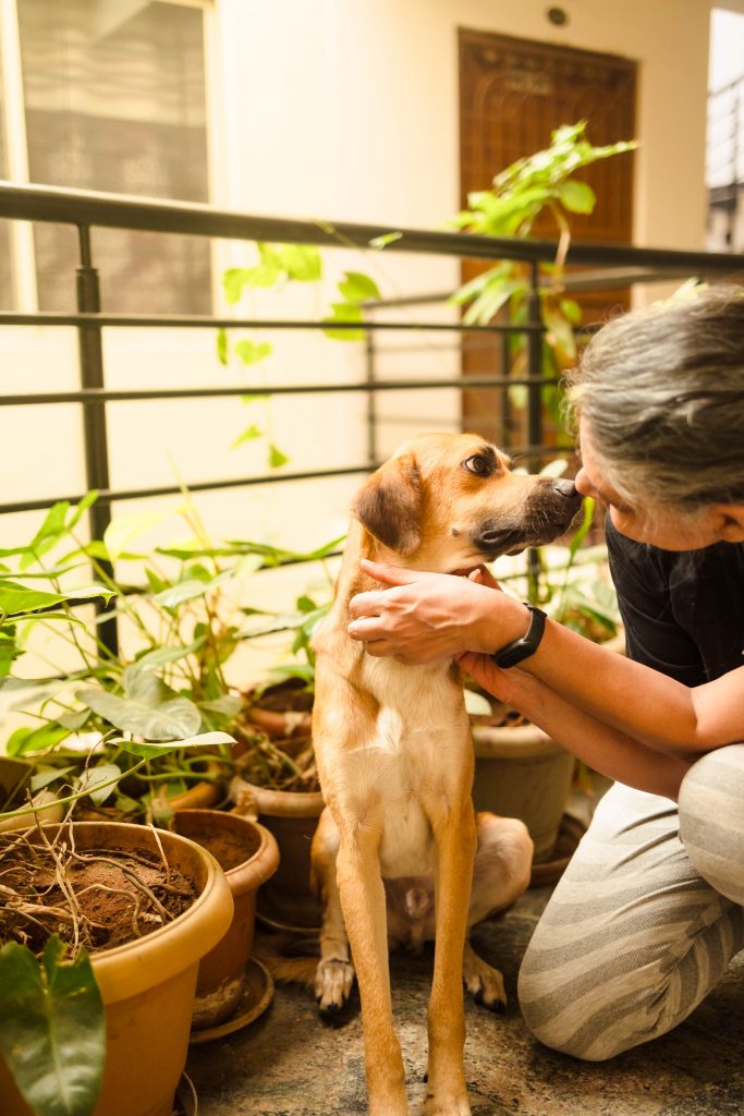 Puppy for adoption in Bangalore