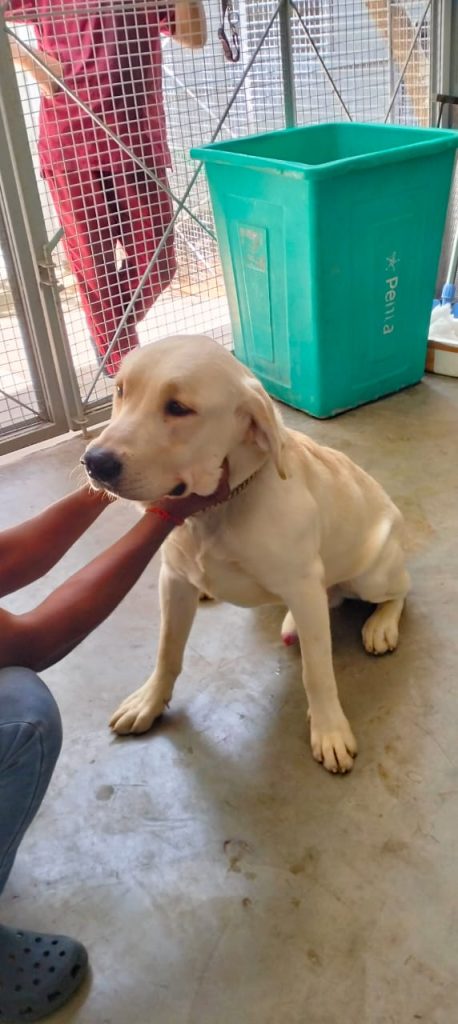 1 year old male Labrador available for adoption in Bangalore