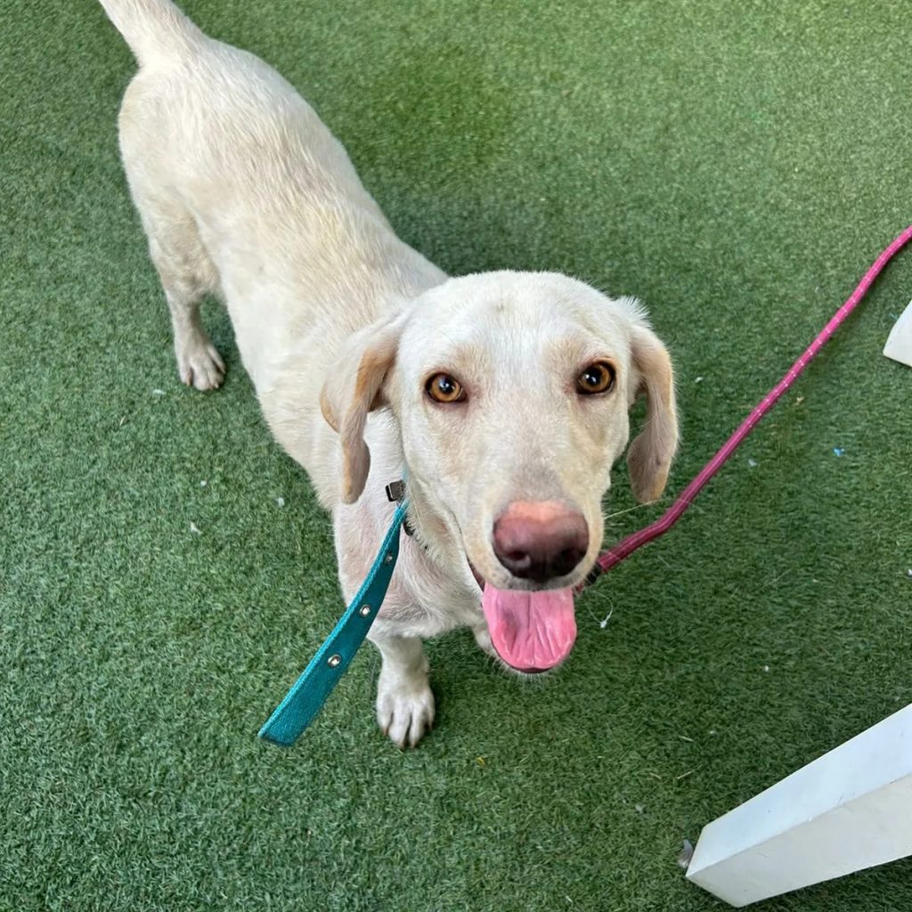 English Labrador Retriever for adoption in Bangalore