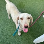 English Labrador Retriever for adoption in Bangalore