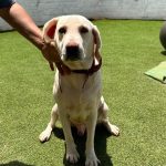 Male Labrador available for adoption