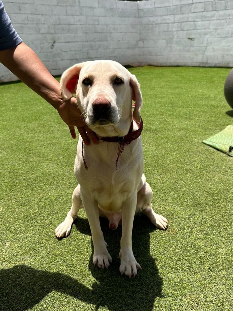 Male Labrador available for adoption