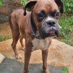 Male boxer available for adoption