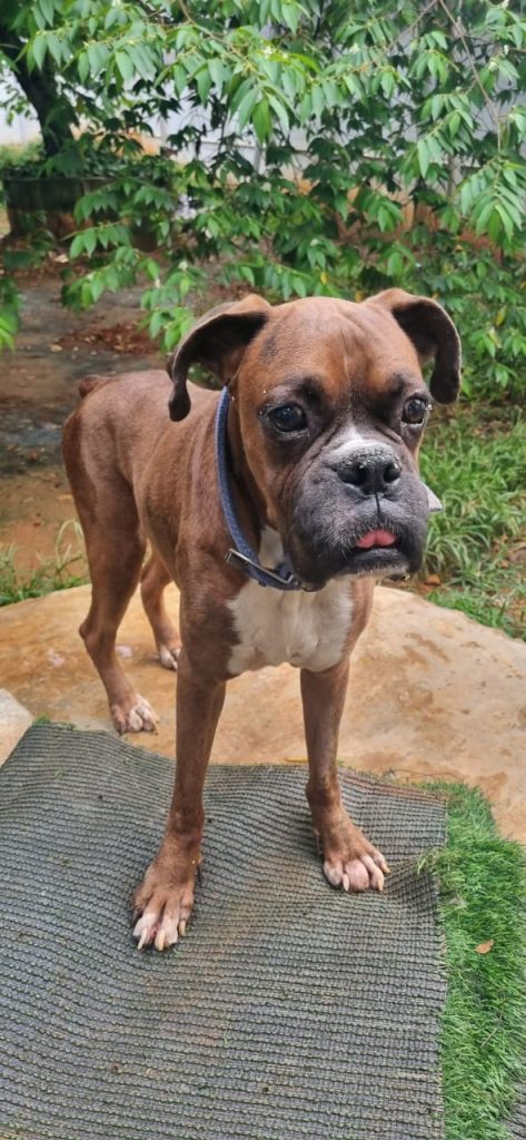 Male boxer available for adoption