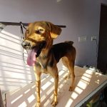 Young Indie dog for adoption