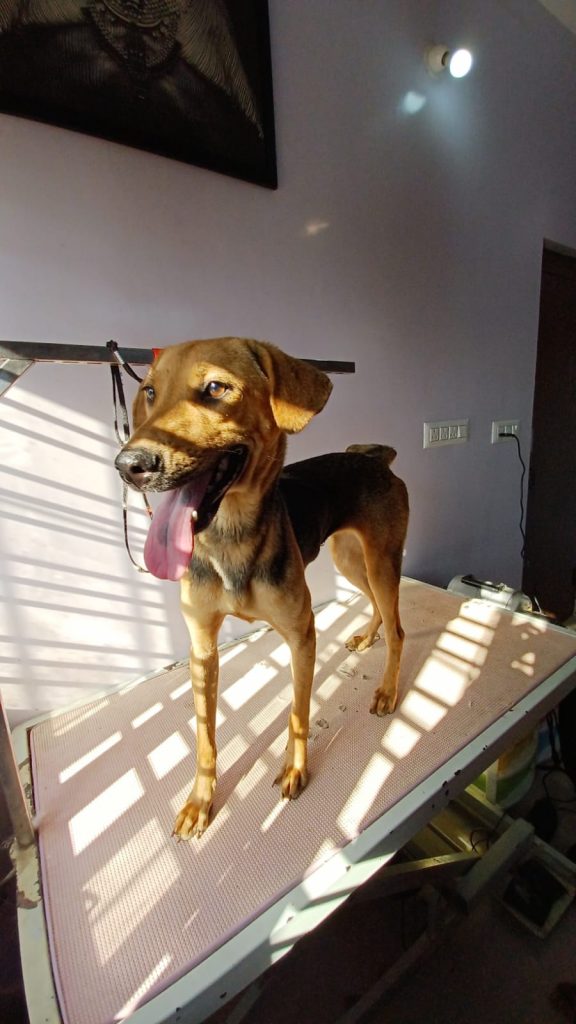 Young Indie dog for adoption