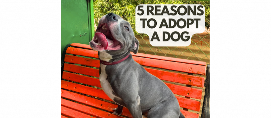 5 reasons why to adopt dogs