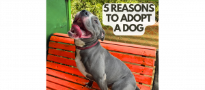 5 reasons why to adopt dogs
