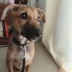 Puppy for adoption in Bangalore