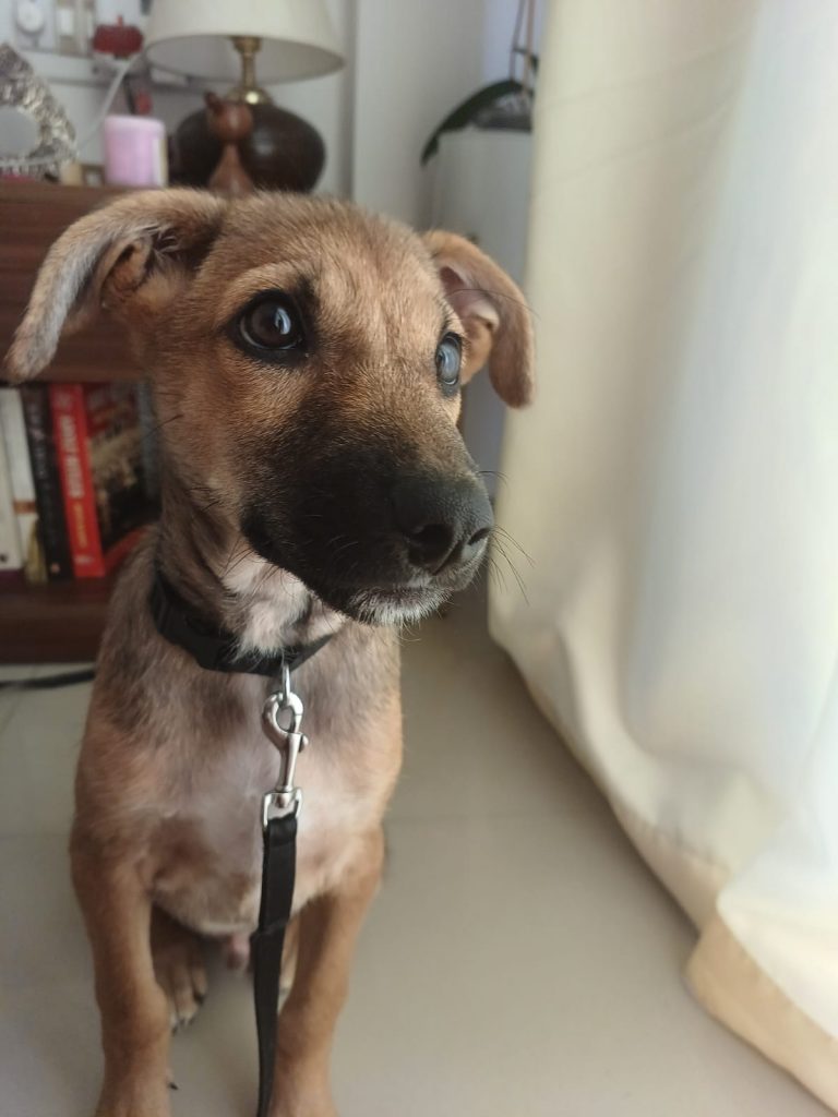 Puppy for adoption in Bangalore
