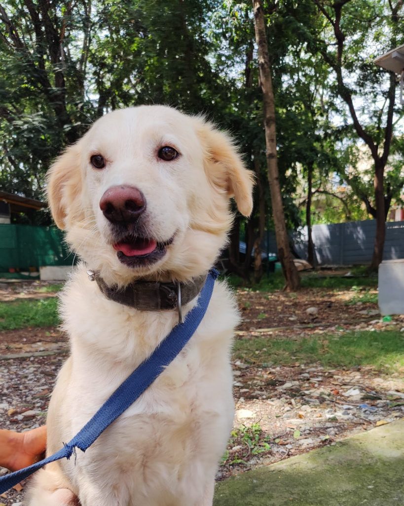 Golden retriever for adoption in Bangalore