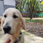 Golden retriever for adoption in Bangalore