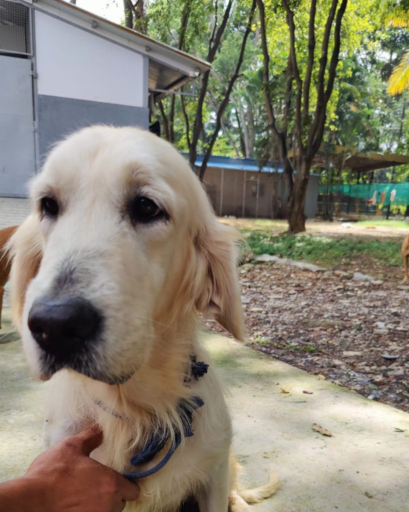 Golden retriever for adoption in Bangalore