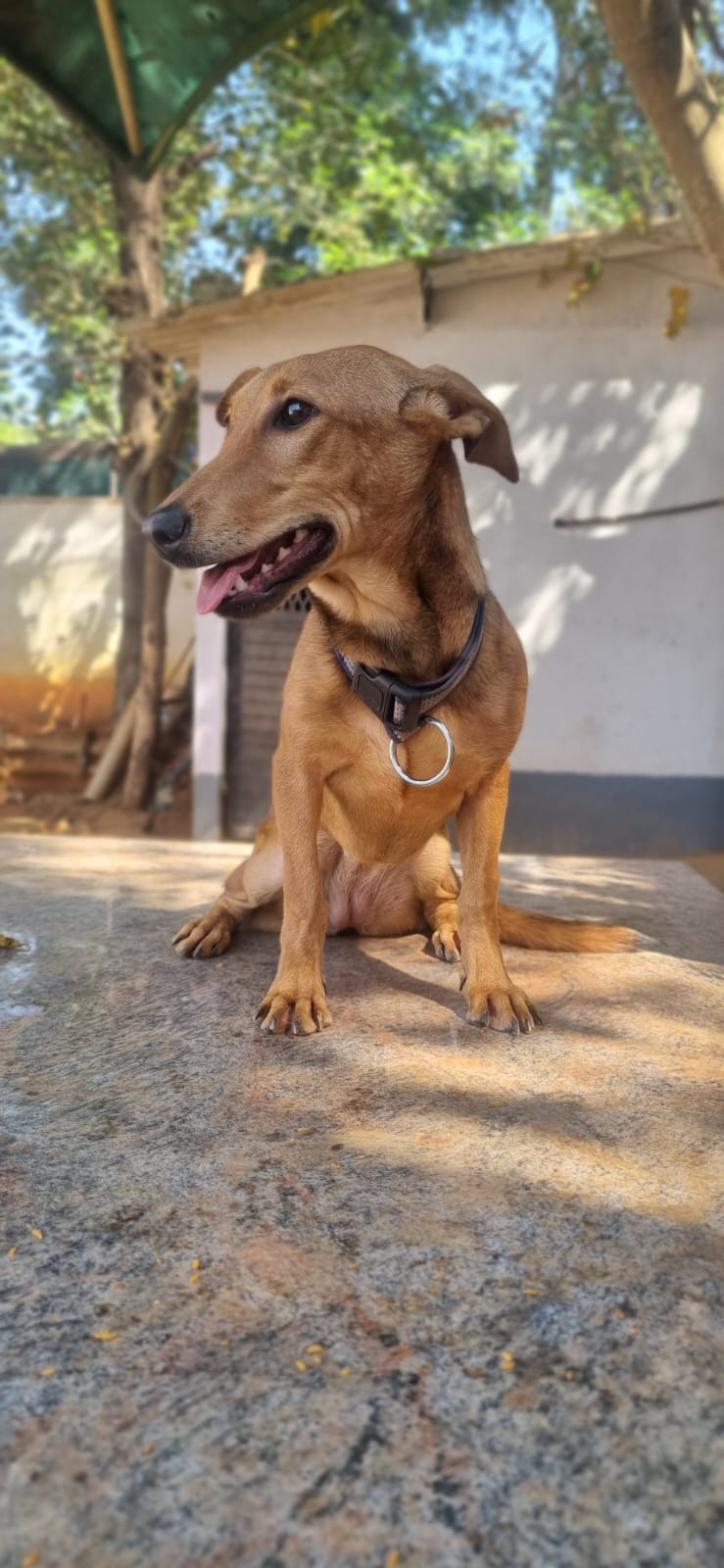 Dachshund dog for adoption