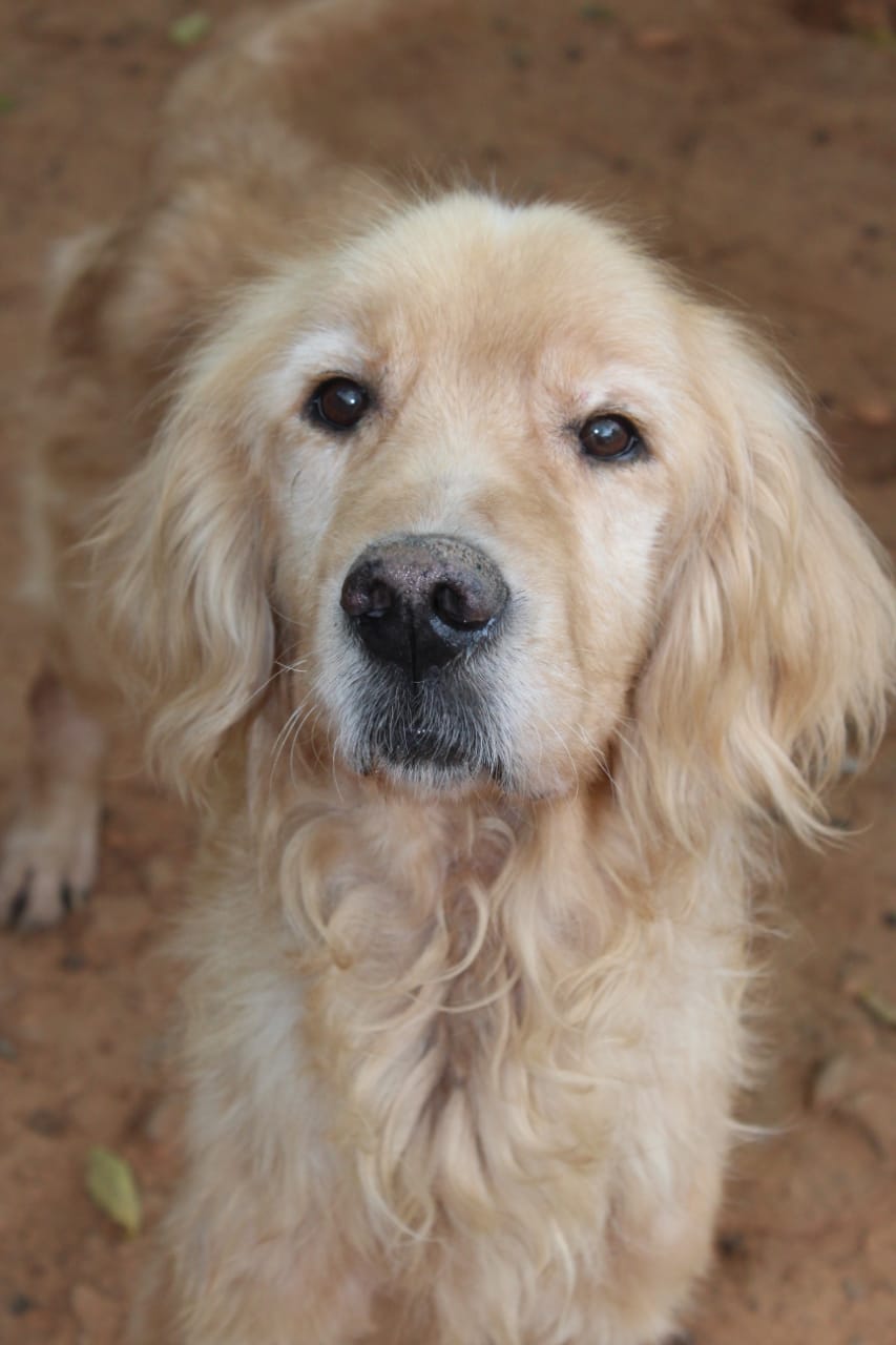 Golden Retriever for adoption