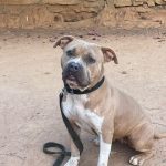 Adopt female pitbull in Bangalore