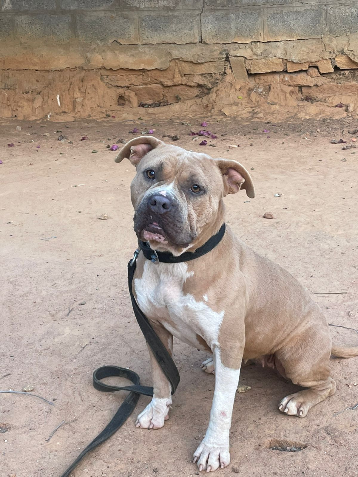 Adopt female pitbull in Bangalore