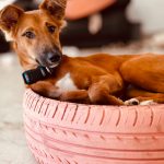 Puppy for adoption