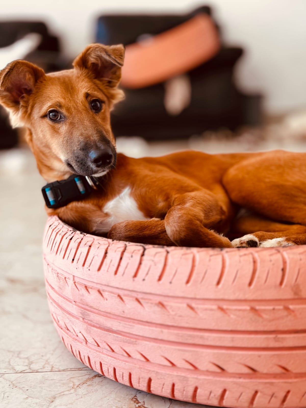 Puppy for adoption