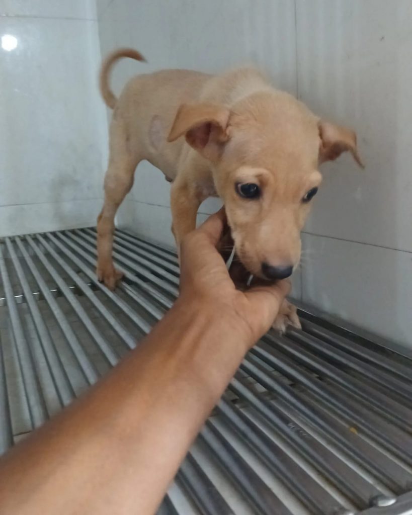Puppy for adoption in Bangalore