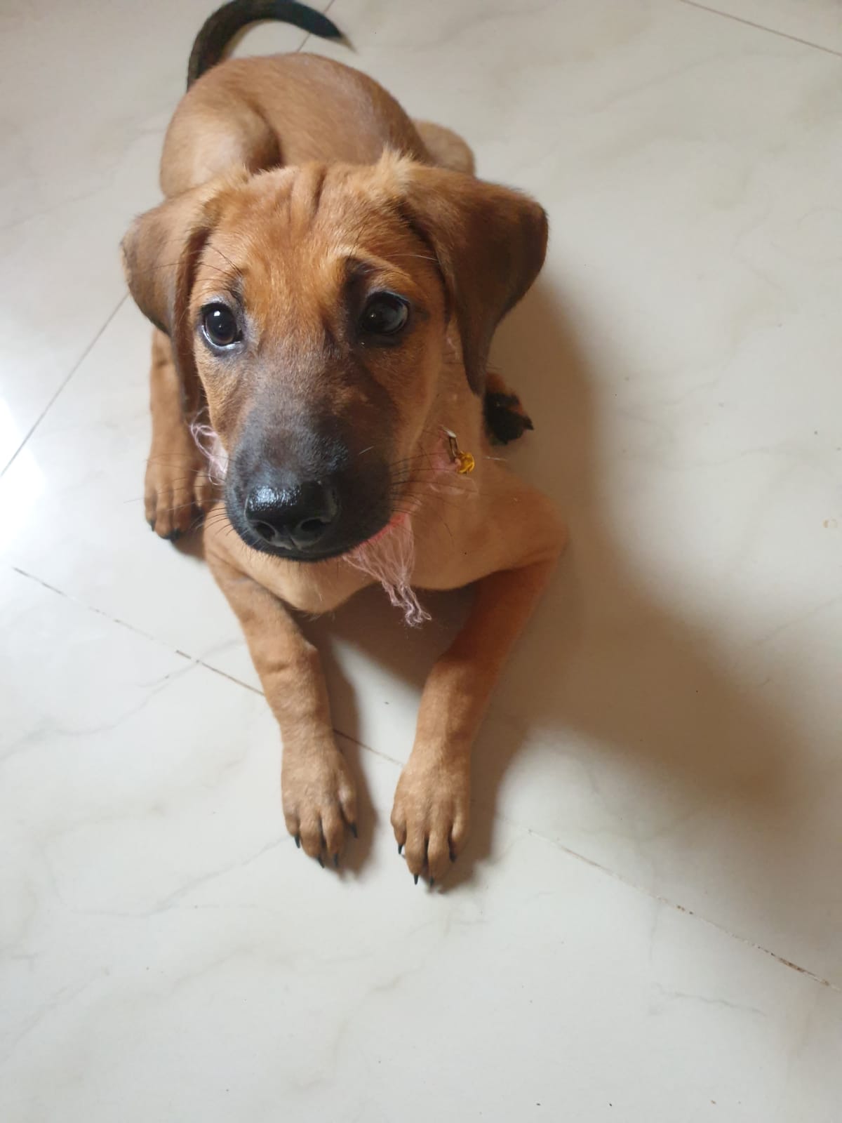 Puppy for adoption