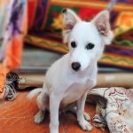 Pomeranian puppy for adoption in Bangalore