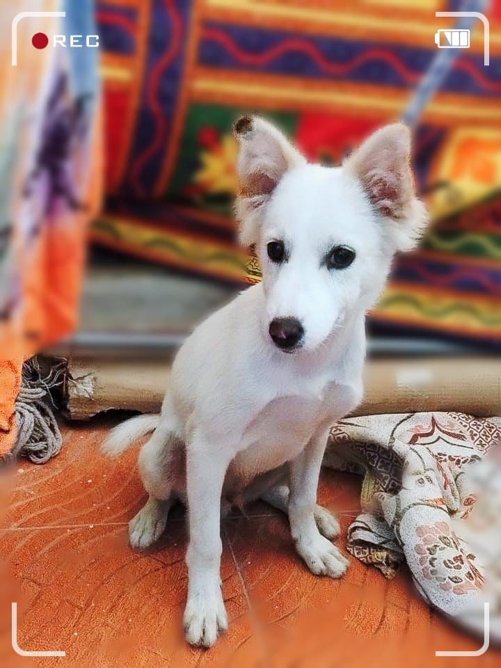 Pomeranian puppy for adoption in Bangalore