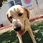 Labrador for adoption