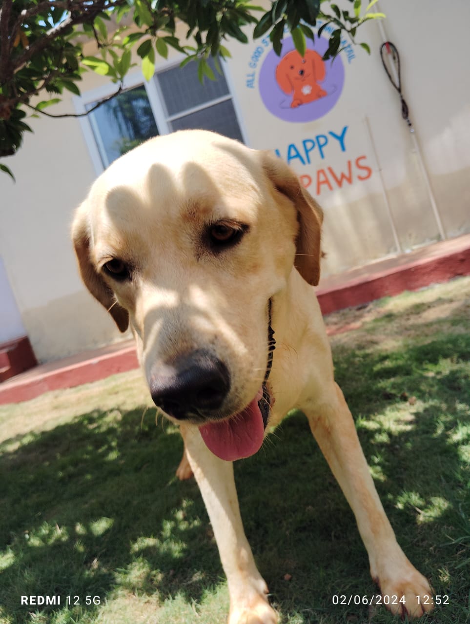 Labrador for adoption