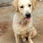Golden Retriever for adoption