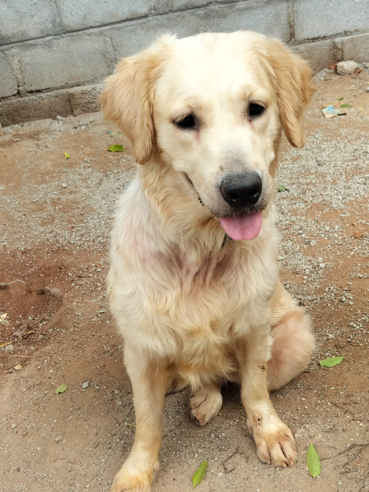 Golden Retriever for adoption