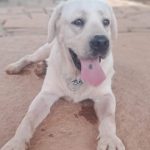 Labrador for adoption in Bangalore