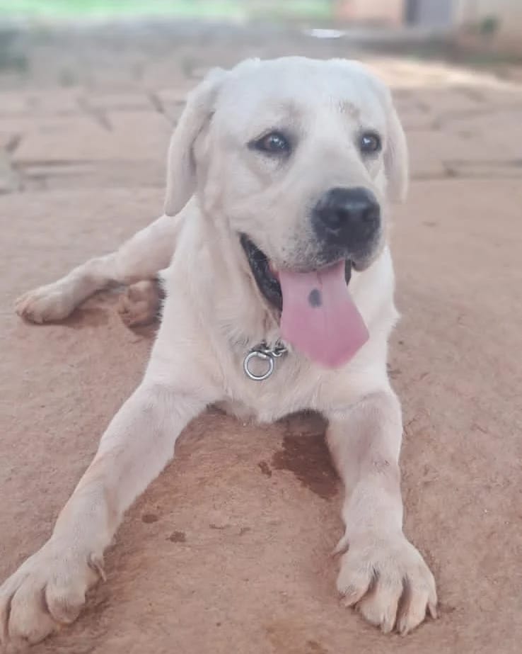 Labrador for adoption in Bangalore