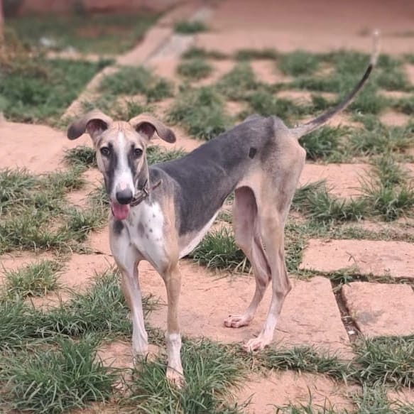 Mudhol Hound for adoption in Bangalore