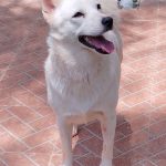 Pomeranian for adoption in Bangalore