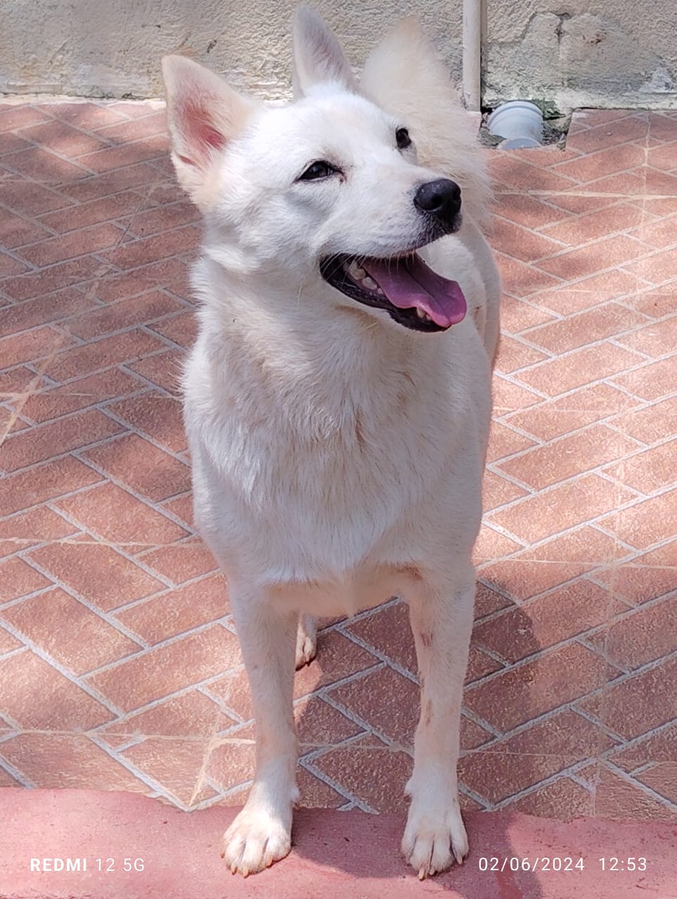 Pomeranian for adoption in Bangalore