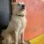 Adopt while male friendly Pomeranian in Bangalore