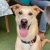 Malai is a 6 month old Indie dog available for adoption in Bangalore. He is healthy, vaccinated, sterilised, gentle and playful.
